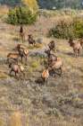 Bull elk monitors his harem of cows and young. Art Print